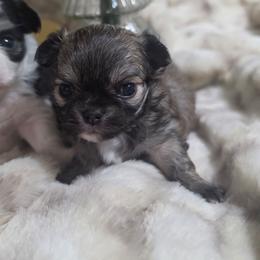 Cupid - Fawn and white male Chihuahua puppy in Brooksville, Florida from Daystars Chihuahuas