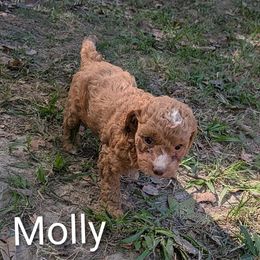 Molly - Red female Cockapoo puppy in Sunset, Louisiana from Cano Cockapoos