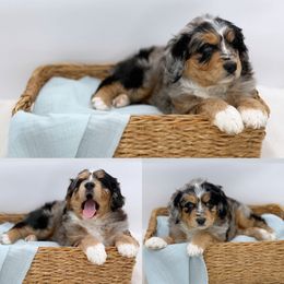 Aussiedoodle Puppies from Silva Ranch Doodles