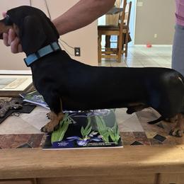 Duke - Dachshund