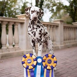 Paisley - Dalmatian