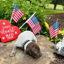 Black - Liver roan female German Shorthaired Pointer puppy in Jefferson, Georgia from Miracles Happen Farm