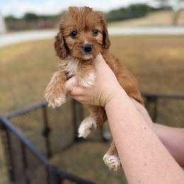Girl 2 - female Cavapoo puppy in Mc Kinney, Texas from Safari Doodles