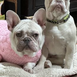 French Bulldog All Grown Up from San Juan Frenchies
