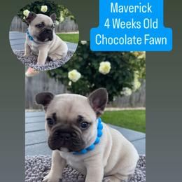 French Bulldog Puppies from Furever Faithful Frenchies LLC