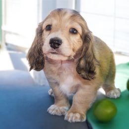 Paco - Cream male Dachshund puppy in Mesa, Arizona from Dach Army