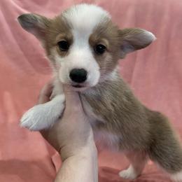 Girl 3 (Cinderella) - Fawn female Pembroke Welsh Corgi puppy in Brazoria, Texas from Diamond Bar H