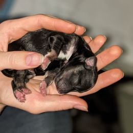 Miniature Schnauzer Puppies from Pawesome Pups