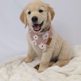 Golden Retriever Puppies from Mountain Sky Goldens