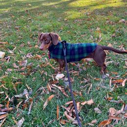 Dachshund Puppies from Golden Creek Farm