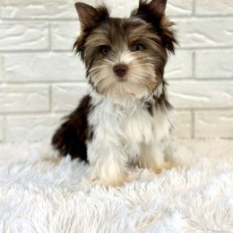 Zues - Chocolate tan and white male Biewer Terrier puppy in Greenwood, South Carolina from Sweet Southern Puppies