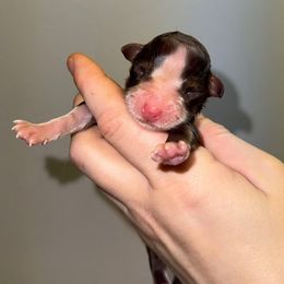 RTF 2 - Red tri-color female Australian Shepherd puppy in Anniston, Alabama from All Hale Aussies