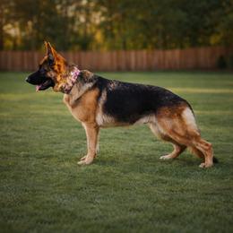 Alaska - German Shepherd