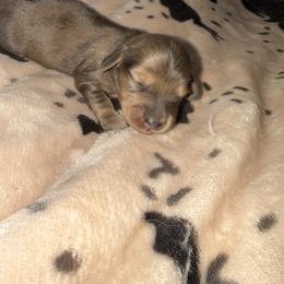 Dachshund Puppies from Crowder Doxies