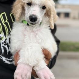 Poodle Puppies from Double R Poodles