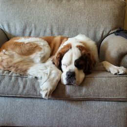 Izzy - Saint Bernard