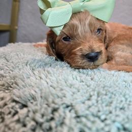 Hera - Red female Cavapoo puppy in Roseville, California from Heavenly Goldendoodles
