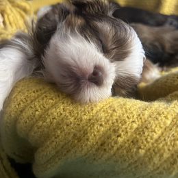 Boy 1 - Red and white male Shih Tzu puppy in Peoria, Arizona from Jodi’s Shihtzus