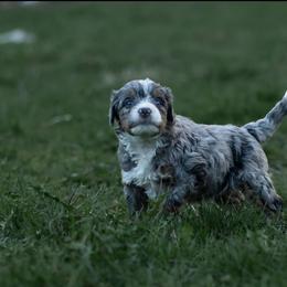 Bernedoodle Puppies from Autumn Vanskiver