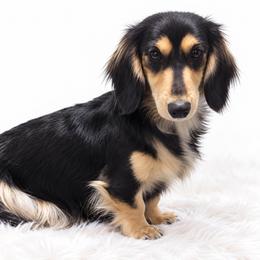 Oreo - Dachshund