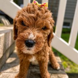 Sunny - Red  female Goldendoodle puppy in Camden, North Carolina from Oopsie Doodles of NC