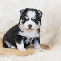 Pomsky Puppies from Hill Tribe Pomskies