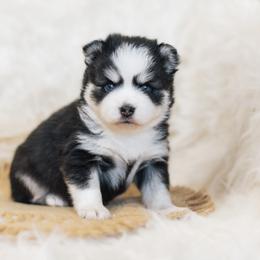 Pomsky Puppies from Hill Tribe Pomskies