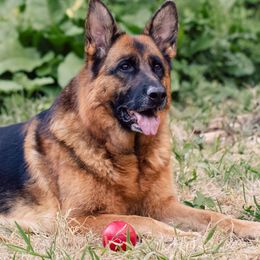 Thulani - German Shepherd