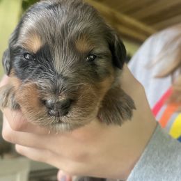 Assorted Doodle Crosses Puppies from Rees Hill Doodles - Golden Mountain Doodles