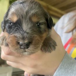 Assorted Doodle Crosses Puppies from Rees Hill Doodles - Golden Mountain Doodles