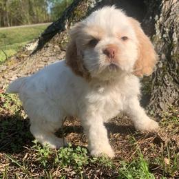 Casper - Buff and white male Cocker Spaniel puppy in Gadsden, Alabama from Rich Cat’s