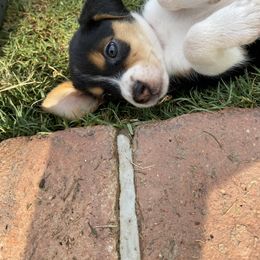 Beagle and Doberman Pinscher Puppies from Desert Mountain Canines