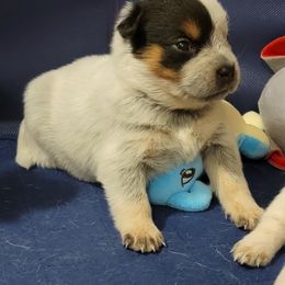 Australian Cattle Dog Puppies from Miller Australian Cattle Dogs