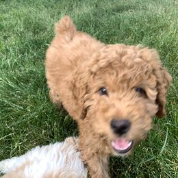 Poodle Puppies from Clegg Poodles