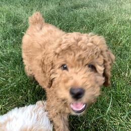 Poodle Puppies from Clegg Poodles