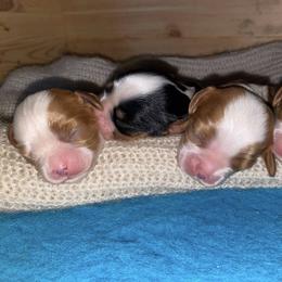 Cavalier King Charles Spaniel Puppies from Snowtrain Cavaliers