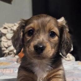 Tiffany - Dapple female Dachshund puppy in Bunch, Oklahoma from Julie’s Jewels Puppies