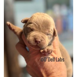 Boy 5 - Chocolate male Labrador Retriever puppy in Sullivan, Missouri from O’Dell Labs