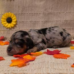 Dapple Girl - Dapple female Dachshund puppy in Choctaw, Oklahoma from TS Performance Horses & Dachshunds