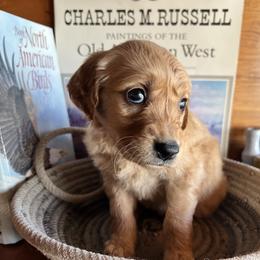 Purple - Golden female Golden Retriever puppy in Leadore, Idaho from Gunsight Goldens