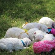 English Setter and Labrador Retriever Puppies from Quantum Kennels