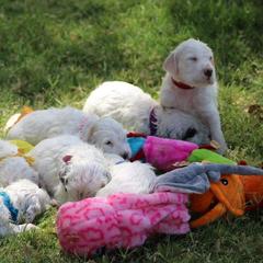 English Setter and Labrador Retriever Puppies from Quantum Kennels