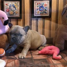 Halo - Blue fawn male French Bulldog puppy in Almo, Kentucky from Busy Bee French Bulldogs