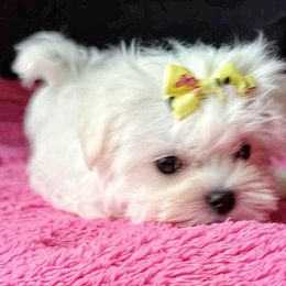 Geillis ( gay-lis) - White female Maltese puppy in Mercer, Pennsylvania from Stone Ridge Maltese
