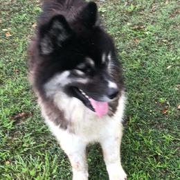 Asher - Siberian Husky