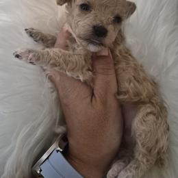 Peanut - Apricot male Poodle puppy in Chandler, Arizona from Fabi Poodle