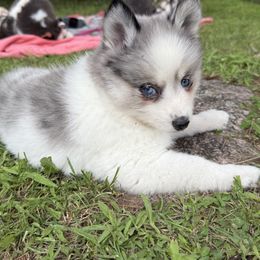 Reign - Merle female Pomsky puppy in Scandinavia, Wisconsin from Bonnie’s Little Fluffys