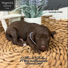 Pearl - Lavender Collar - Brown and white female Aussiedoodle puppy in Oxford, Alabama from Magnolia Grove Doodles
