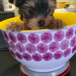 Green (Aqua) - Black and tan male Yorkshire Terrier puppy in Chickasha, Oklahoma from SISSYS YORKIES