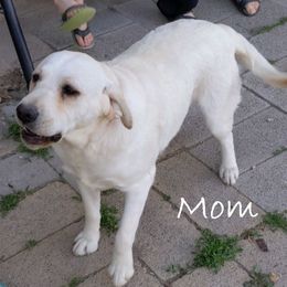 Lexy - Labrador Retriever